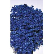 STAR FLOWERS Blue 12" (BULK